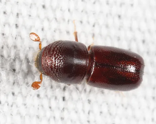 Columbian Timber Beetle