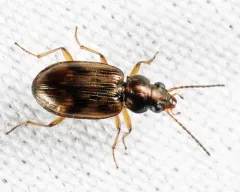 Bembidion versutum thumbnail 2