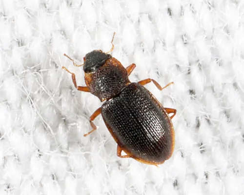 Hydraena pensylvanica