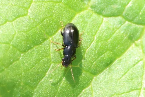 Prairie Black Harp Ground Beetle