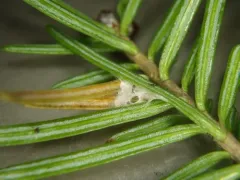 Orange Spruce Needleminer thumbnail 3