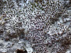 Olive Beard Moss thumbnail 2