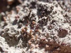 rough fringemoss thumbnail 1