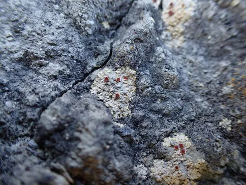 Desert Sulphur Lichen