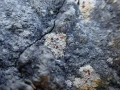 Desert Sulphur Lichen thumbnail 1