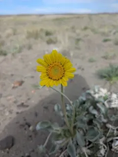 Nakedstem Sunray thumbnail 4