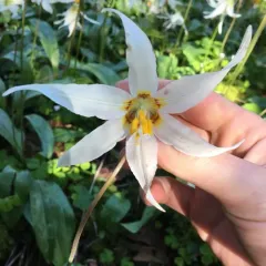 giant white fawn lily thumbnail 4