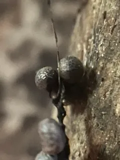 Lamproderma echinosporum thumbnail 3