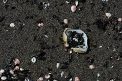 California Lyonsia thumbnail 4