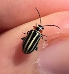 Pennsylvania Flea Beetle thumbnail 4