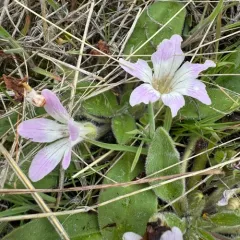 meadow stars thumbnail 4
