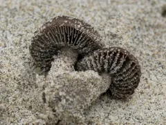 Turf Mottlegill thumbnail 3