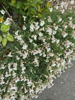 Sea Campion thumbnail 1