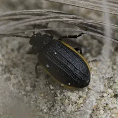 Galeruca rudis thumbnail 4