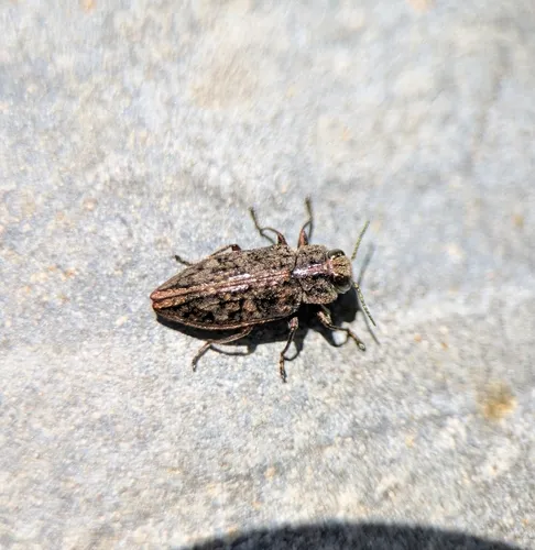 Chrysobothris scabripennis