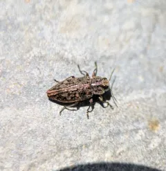 Chrysobothris scabripennis thumbnail 1