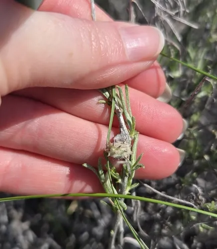 Cotton-gall Midge