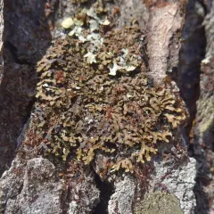 Physconia grumosa thumbnail 4