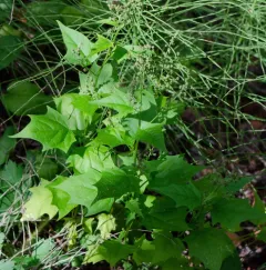 American maple-leaved goosefoot thumbnail 2