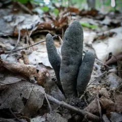 dead man's fingers thumbnail 4