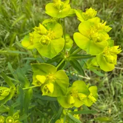 leafy spurge thumbnail 4