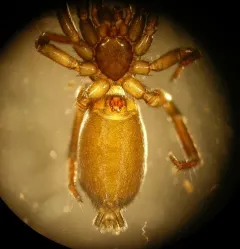Drassyllus depressus thumbnail 2