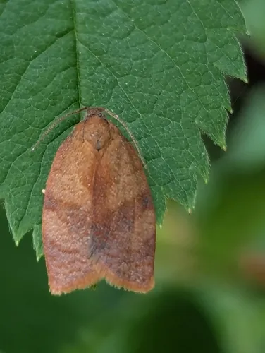 Carnation Tortrix
