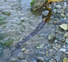 Three-ribbed kelp thumbnail 4