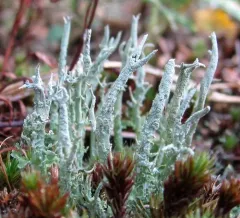 Mealy Forked Cladonia thumbnail 4
