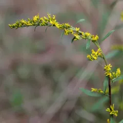 field goldenrod thumbnail 4