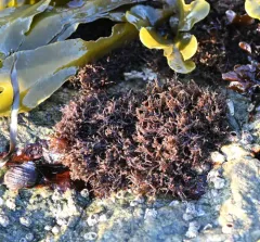 Scouring-pad alga thumbnail 2