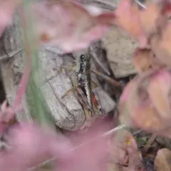 Chilcotin Grasshopper thumbnail 2
