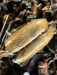 Atlantic Awning Clam thumbnail 1