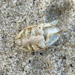Atlantic Sand Crab thumbnail 3