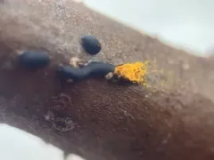 Trichia alpina thumbnail 3