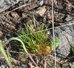 early hair grass thumbnail 4