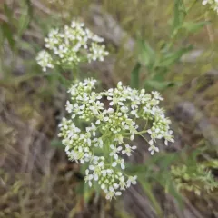 Heart-podded Hoary Cress thumbnail 3