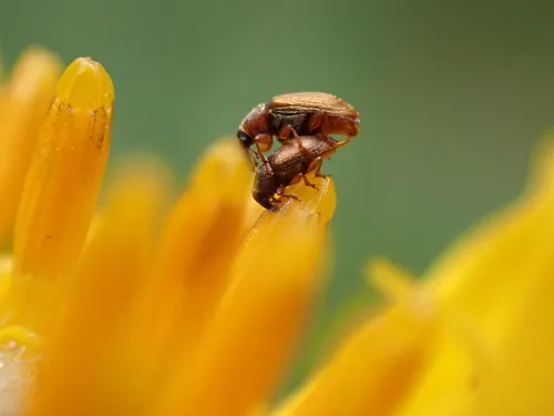 Phyllotrox nubifer