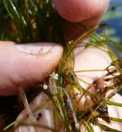 Starry Stonewort thumbnail 3