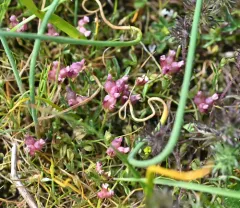cowbag clover thumbnail 4