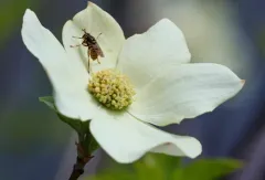 Short-horned Yellowjacket Fly thumbnail 2