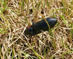 Selatosomus lateralis thumbnail 3