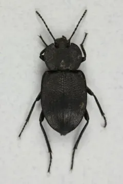 Embaphion contusum thumbnail 2