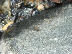 Large Shore Dung Fly thumbnail 4