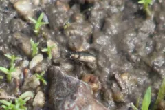 Bembidion bifossulatum thumbnail 3