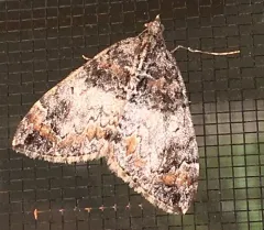 Marbled Carpet Moth thumbnail 4