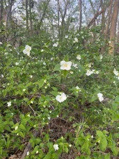 Scentless Mock Orange thumbnail 4