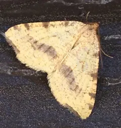 Macaria occiduaria thumbnail 2