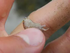 Wecomedon nobilis thumbnail 4