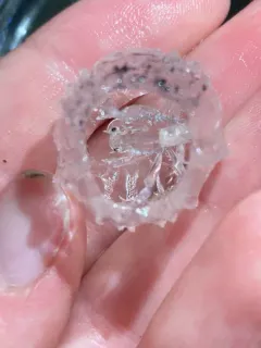 parasitic hyperiid amphipod thumbnail 2